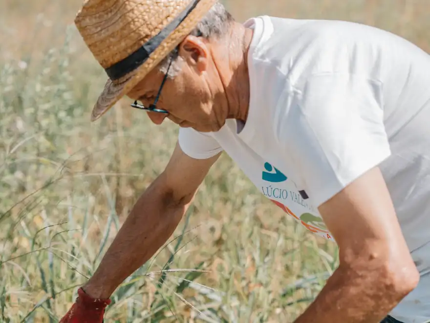 Um voluntário de chapéu de palha colhe alhos-franceses na horta da associação.
